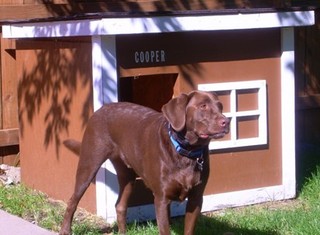 Cooper - Minnesota